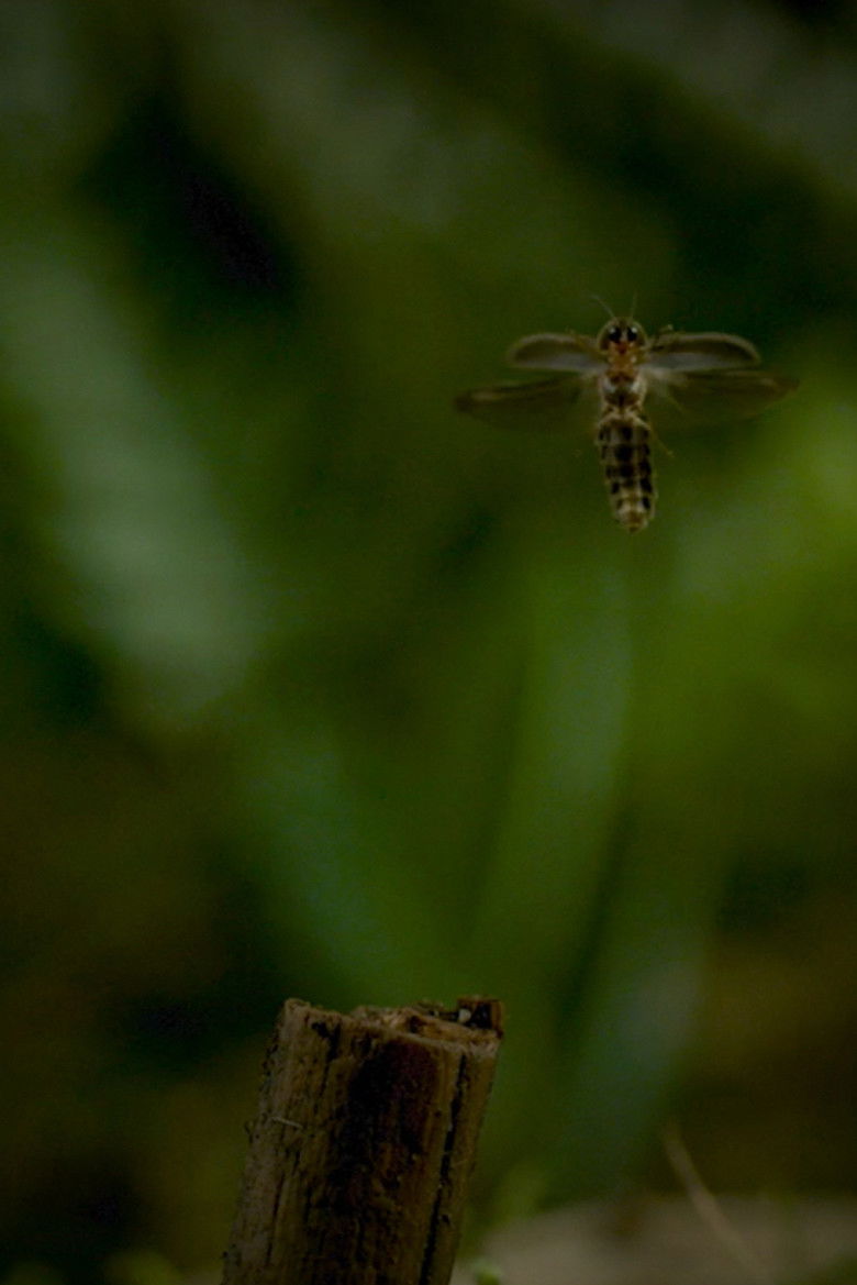 Imatge de Pimeän Vieraat