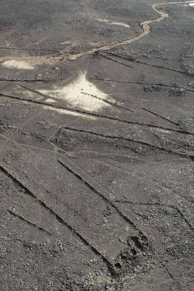 Imatge de Les mystères des cerfs-volants du désert