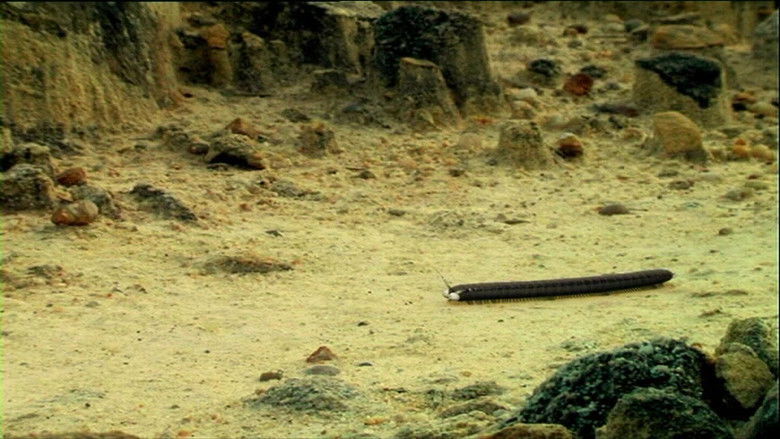 Still image for Minuscule: The Private Life of Insects season 1 episode 38: Yellow Still image for Minuscule: The Private Life of Insects season 1 episode 38: Yellow