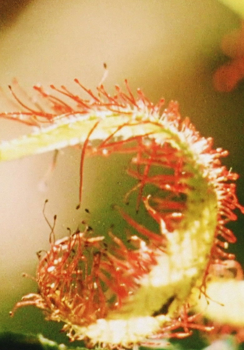 Imatge de Discoveries on the Forest Floor 1-3