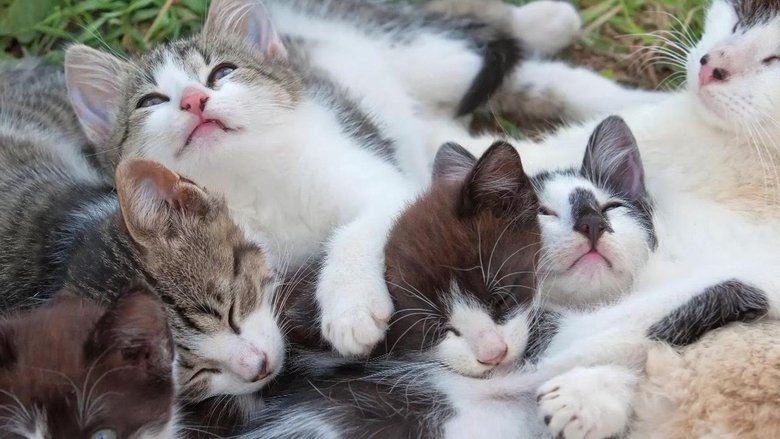 Uzlíky na jazyku Sezóna 1 Epizoda 25 bombuj