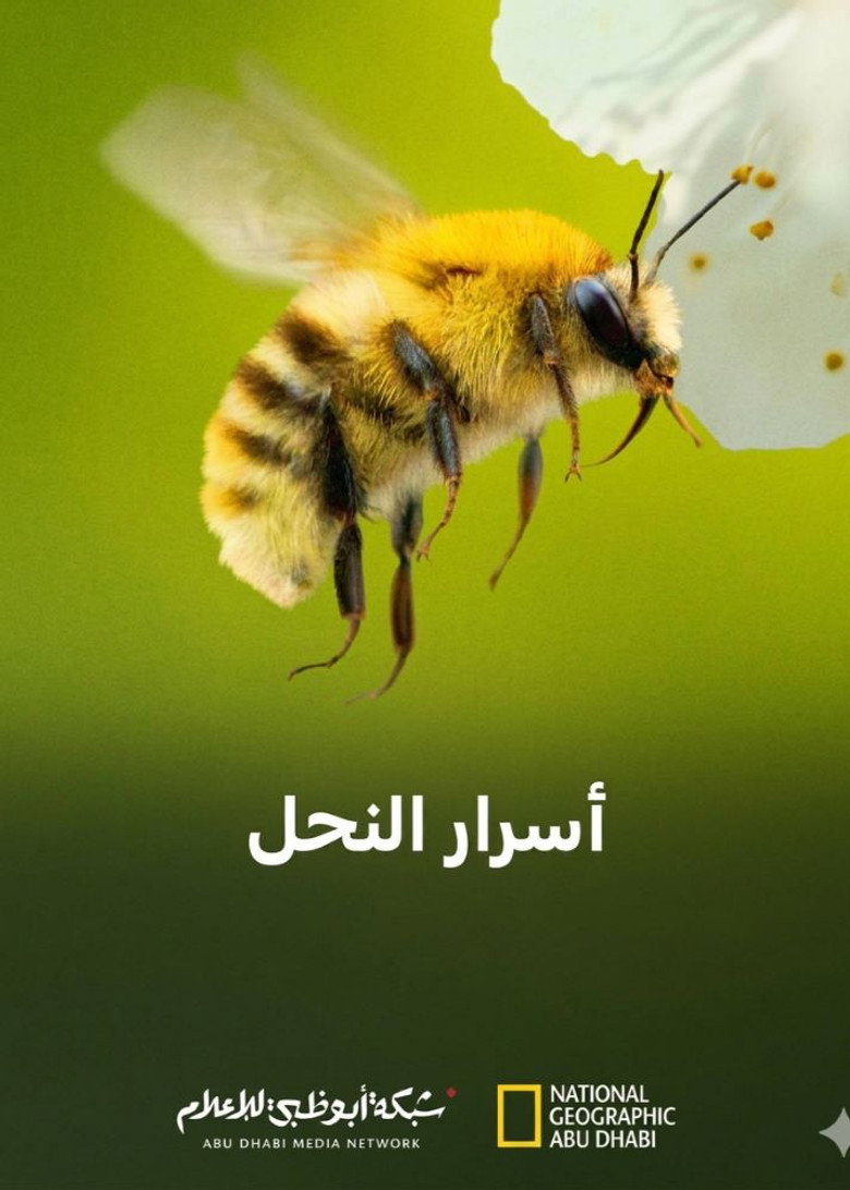 أسرار النحل