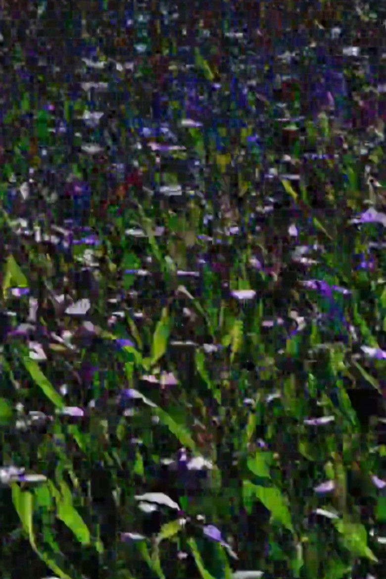 Imatge de A Ride in the Country