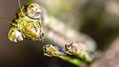 Still image for Crazy Monster season 1 episode 6: Bugs Still image for Crazy Monster season 1 episode 6: Bugs