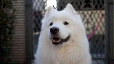 Still image for 犬飼さんちの犬 season 1 episode 6: Episode 6