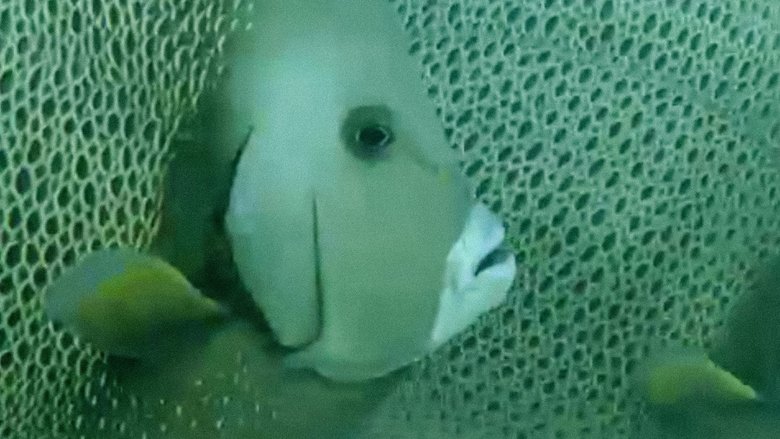 Still image for Trials of Life season 1 episode 11: Courting Still image for Trials of Life season 1 episode 11: Courting