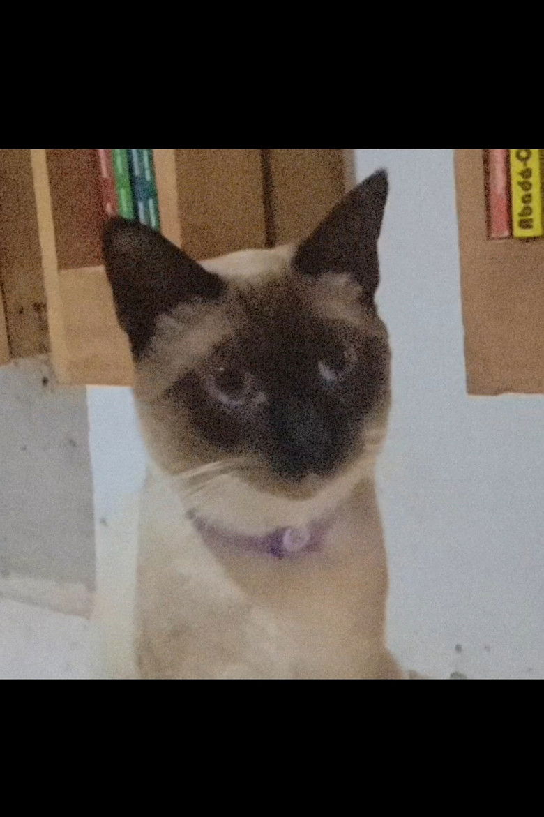 Imatge de O gato voador