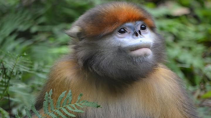 Still image for Asia – Secret Lives, Hidden Places season 1 episode 1: Kaziranga National Park: India – Where Wild Things Roam Still image for Asia – Secret Lives, Hidden Places season 1 episode 1: Kaziranga National Park: India – Where Wild Things Roam