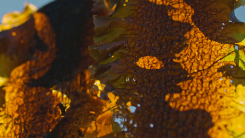 Still image for Kijken met Caspers season 1 episode 4: Episode 4