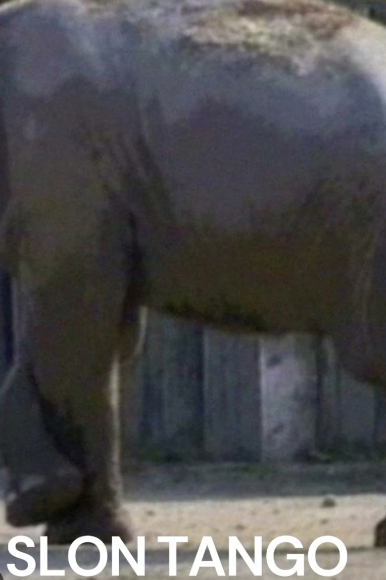 Slon Tango