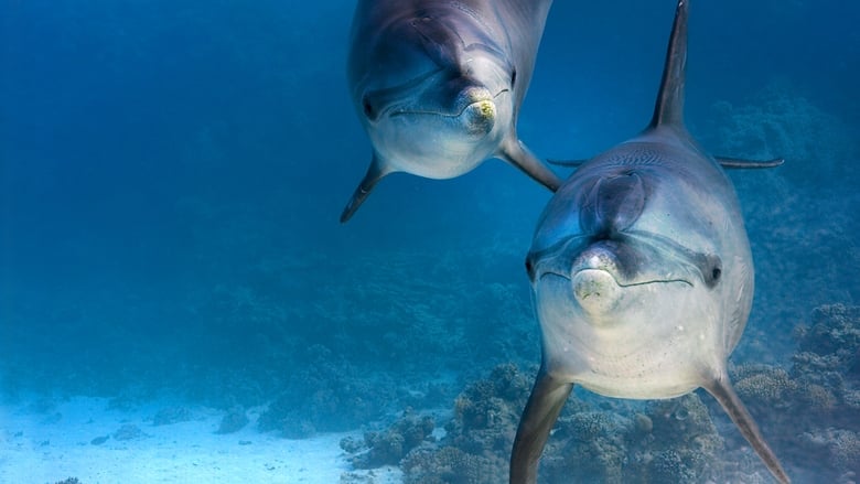 Dolphin Reef streaming