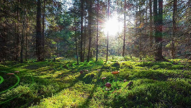 Wood Wide Web - Apprendre des arbres