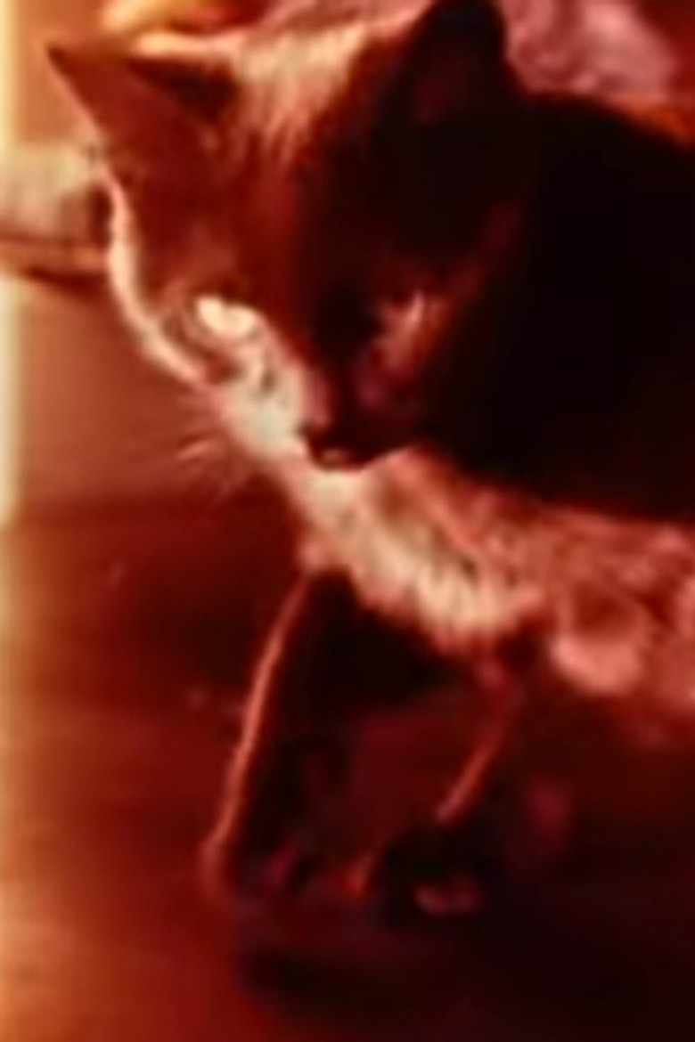 Imatge de Cat's Cradle