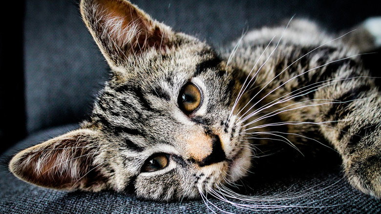 La face cachée des chats galeri 1