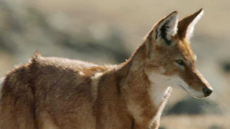 Africa's Lost Wolves galeri 3
