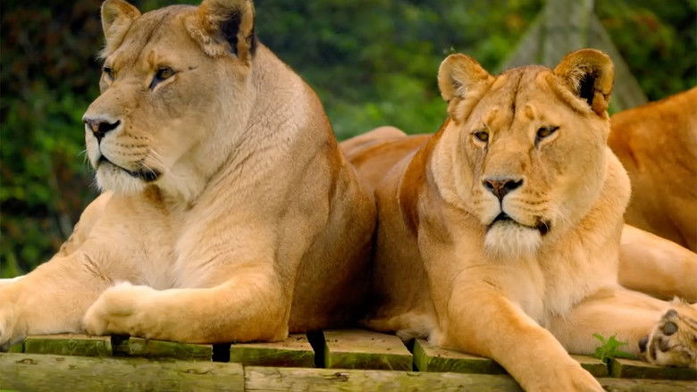 Still image for Secret Life of the Safari Park season 1 episode 1: Episode 1 Still image for Secret Life of the Safari Park season 1 episode 1: Episode 1