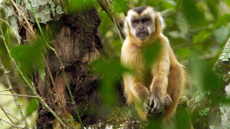 Still image for Brazil Untamed season 1 episode 1: Monkey Garden Still image for Brazil Untamed season 1 episode 1: Monkey Garden