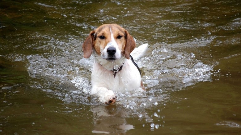 Shiloh, un cucciolo per amico