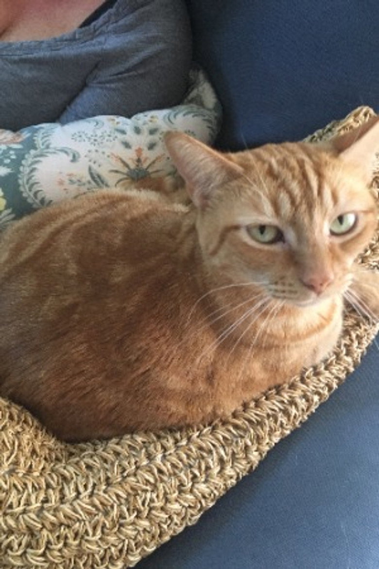 Photo de Oliver the Cat