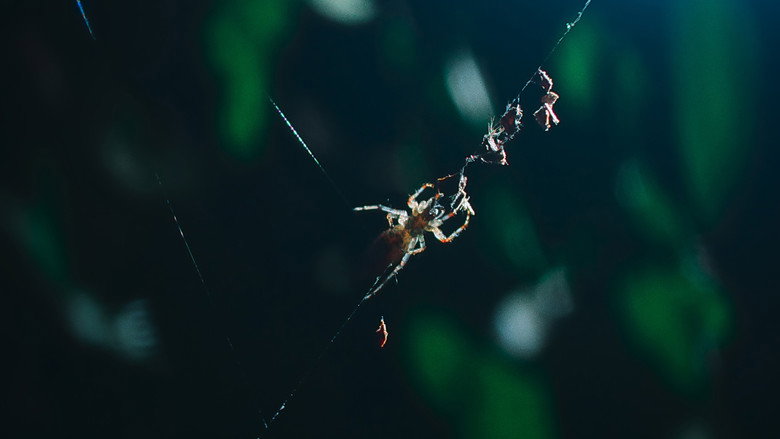 Still from The Secret Lives of Animals - Season 1 Episode 3