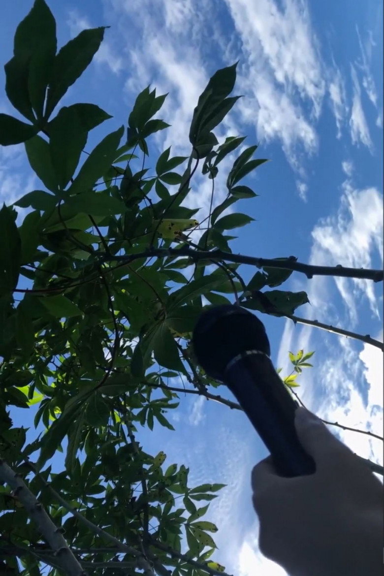 Imatge de [plant speech]