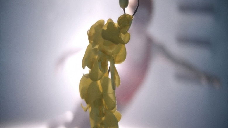 Image d'arrière-plan 4 du film Upstream Color