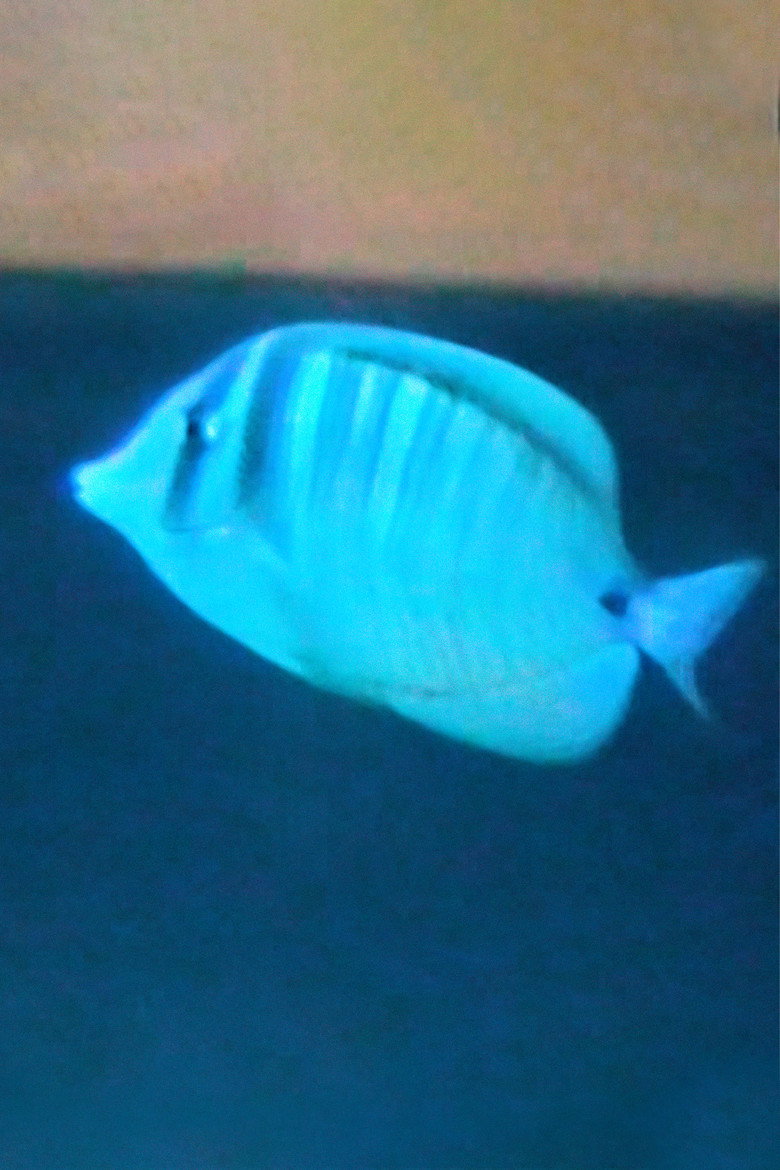 Imatge de Bailas como perdiendo el miedo a morir