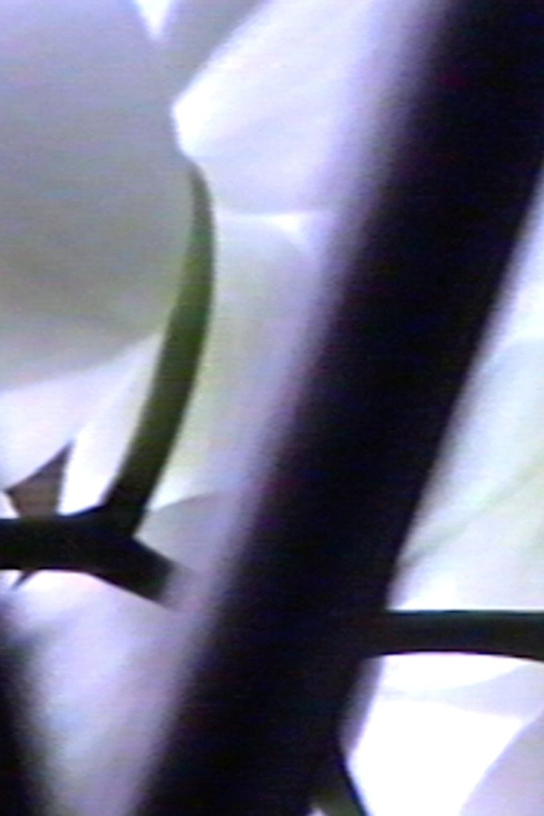 Imatge de Rollostraat 18