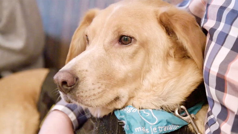 Still image for Ces chiens qui sauvent des vies season 1 episode 6: Episode 6