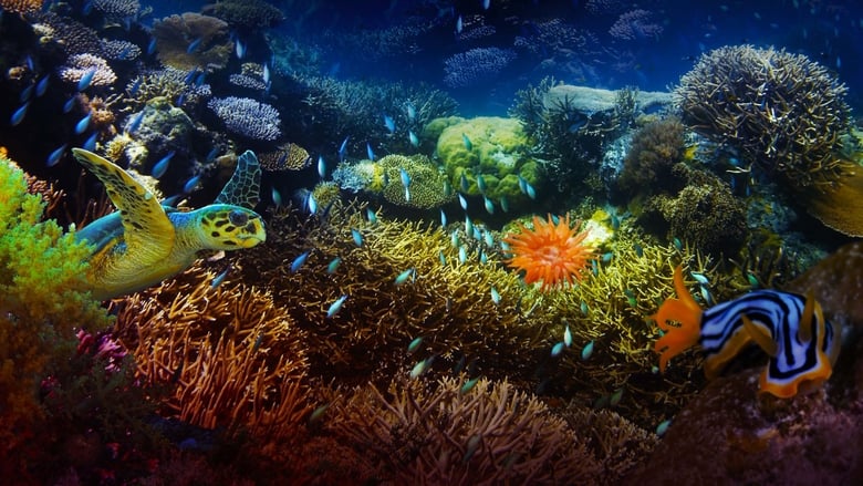 The Last Reef: Cities Beneath the Sea movie poster