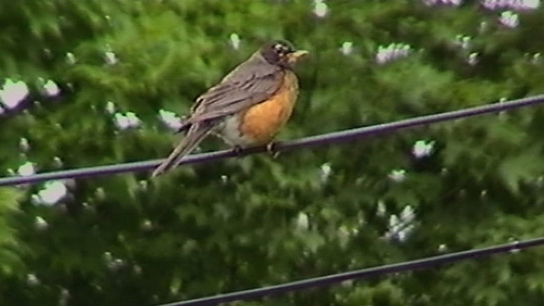 Image d'arrière-plan 2 du film The Birds Tell Me All There Is To Know