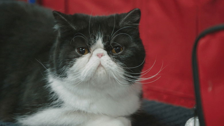 Still image for Going Fur Gold season 1 episode 1: Paws of Glory