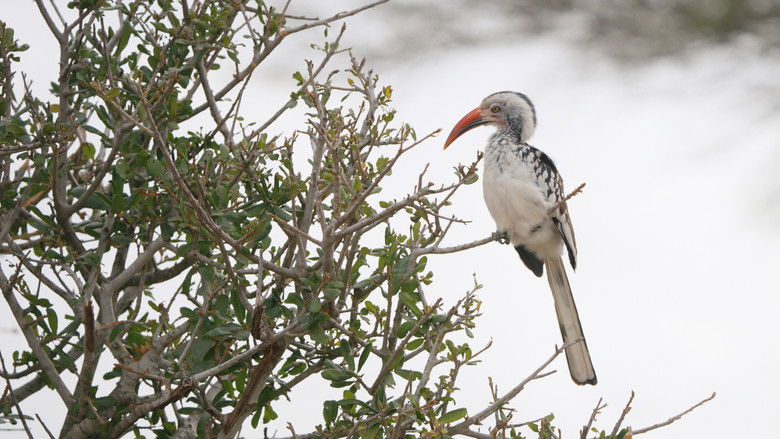 Image d'arrière-plan 2 du film Elephant in the Room