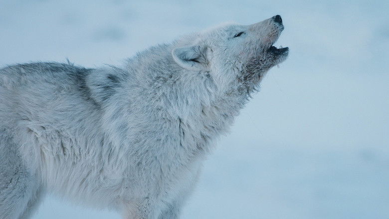 Still image for Dogs in the Wild: Meet the Family season 1 episode 1: Meet the Family Still image for Dogs in the Wild: Meet the Family season 1 episode 1: Meet the Family