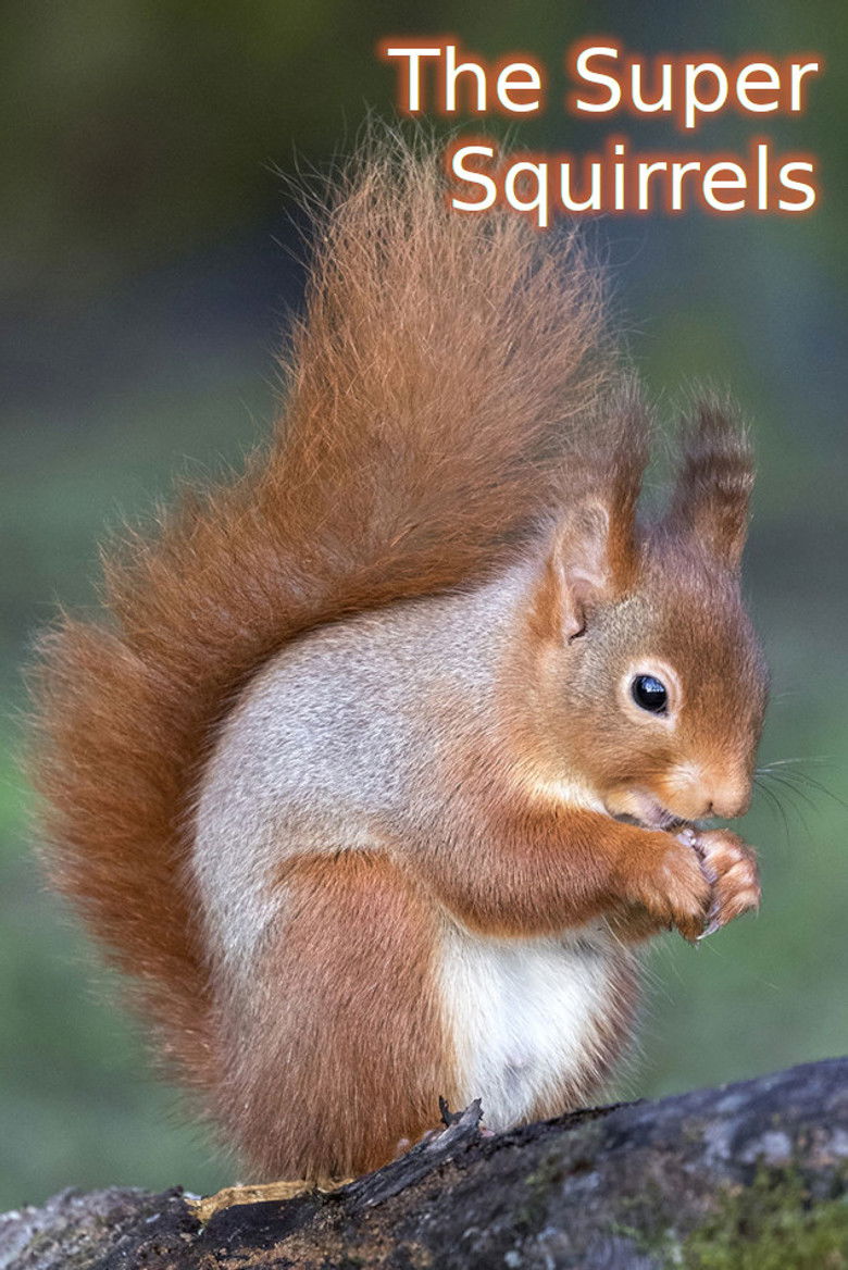 Imatge de The Super Squirrels