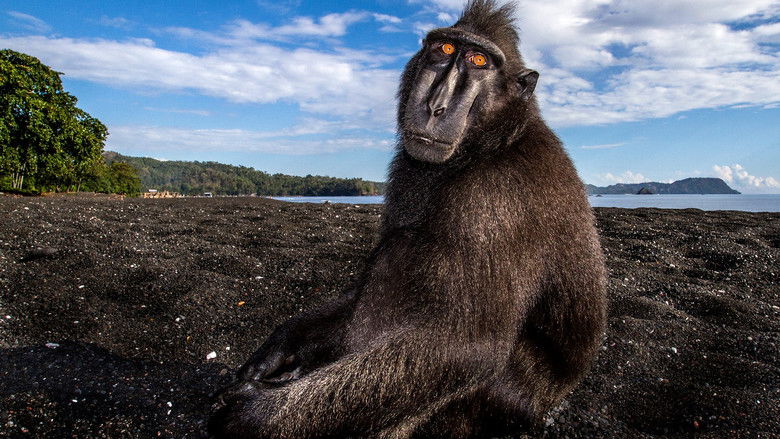 Still image for Wonders of the Monsoon season 1 episode 4: Strange Castaways