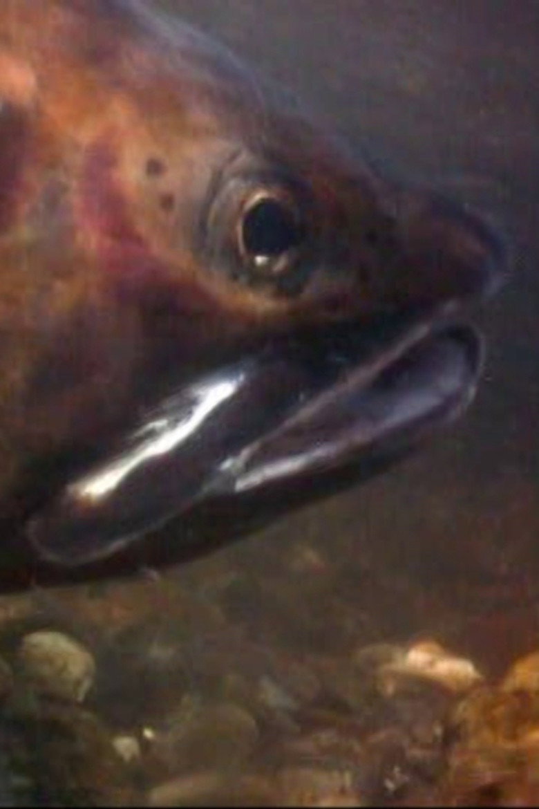 Cutthroats of Yellowstone