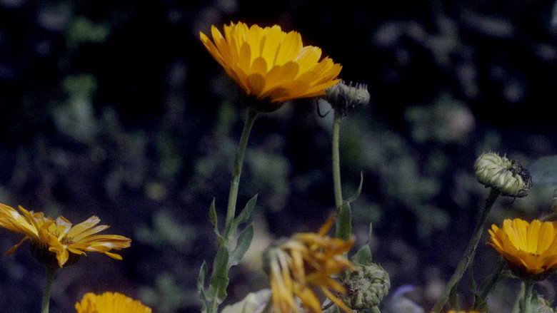 Somos animales still 5