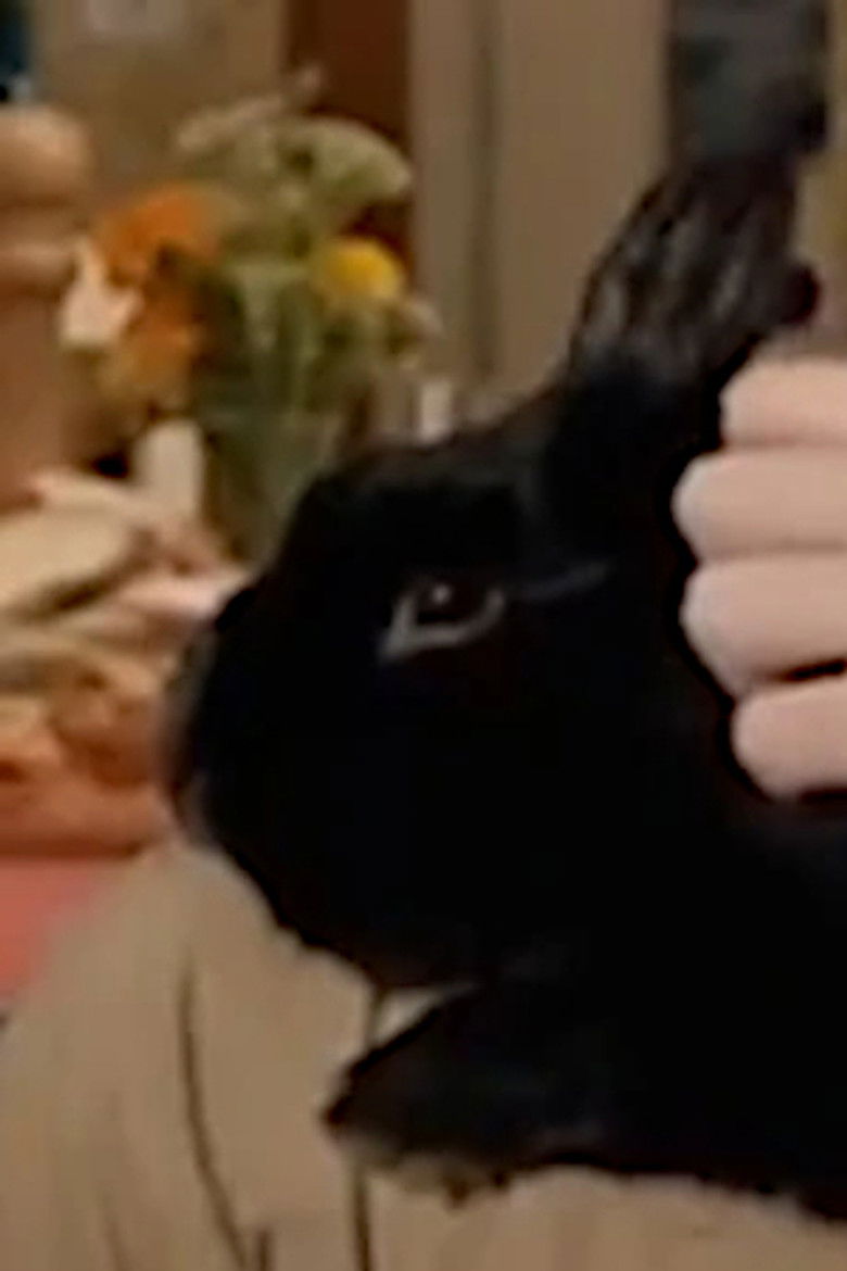 $haniqua portrait image