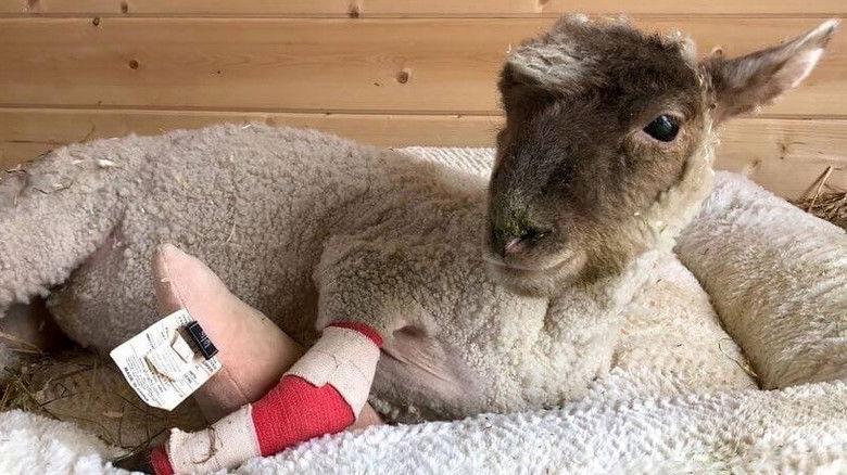 Still image for Saved By The Barn season 1 episode 1: Spring Fever Still image for Saved By The Barn season 1 episode 1: Spring Fever