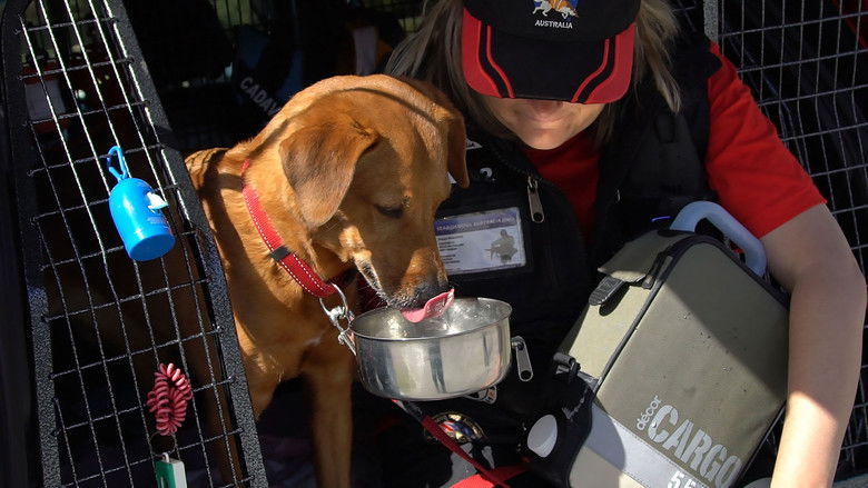 Still image for Top Jobs for Dogs season 1 episode 12: Ruff Ruff Still image for Top Jobs for Dogs season 1 episode 12: Ruff Ruff