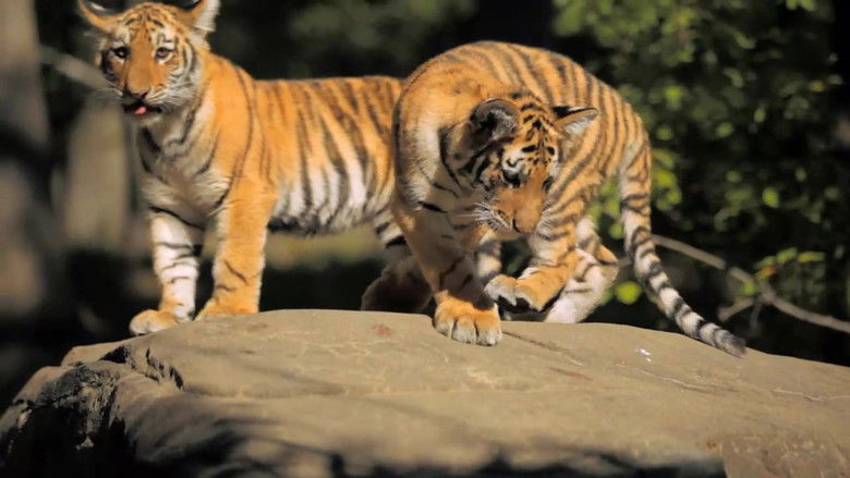 72 Cutest Animals Sezonul 1 Episodul 12 Online Subtitrat In Romana