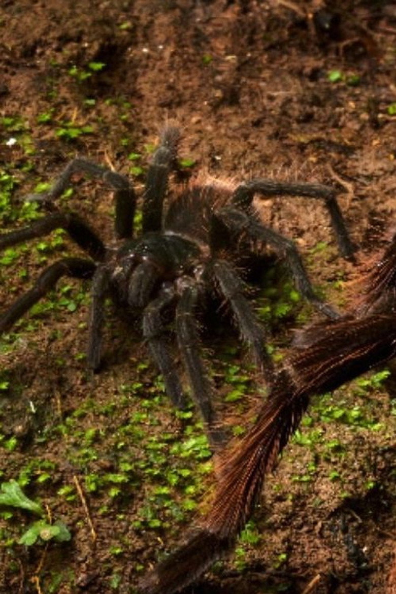 Strange Things in the Amazon Forest background