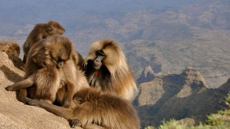 Still image for Africa's Hidden Wonders season 1 episode 2: Ethiopia Still image for Africa's Hidden Wonders season 1 episode 2: Ethiopia