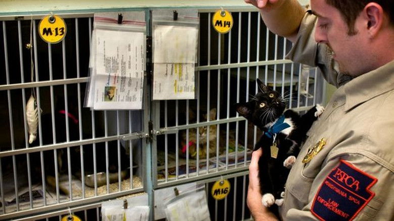 Still image for Animal Cops: Philadelphia season 1 episode 12: Cat Killer