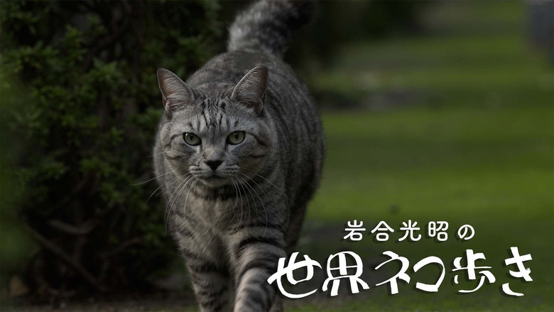 Still image for Mitsuaki Iwago's World “Cats” Travelogue season 1 episode 145: Episode 145 Still image for Mitsuaki Iwago's World “Cats” Travelogue season 1 episode 145: Episode 145