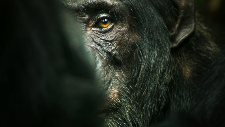 El imperio de los chimpancés 2023