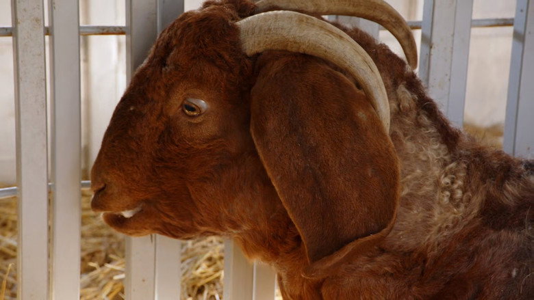 Still from The Incredible Dr. Pol - Season 24 Episode 6