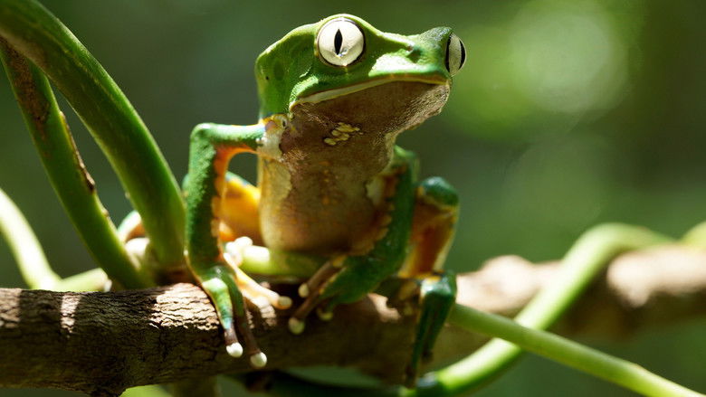 Still image for Mysterious Planet season 1 episode 5: The Forgotten Forest Still image for Mysterious Planet season 1 episode 5: The Forgotten Forest