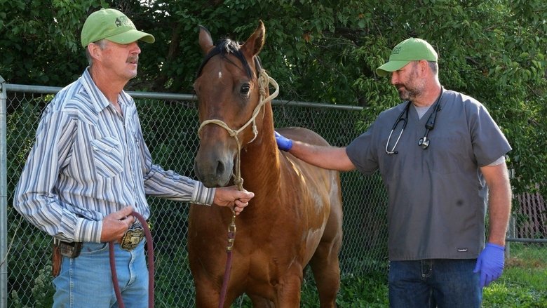 Heartland Saison 3 Streaming voir Heartland Docs, DVM saison 3 episode 4 en streaming cinema - VFst